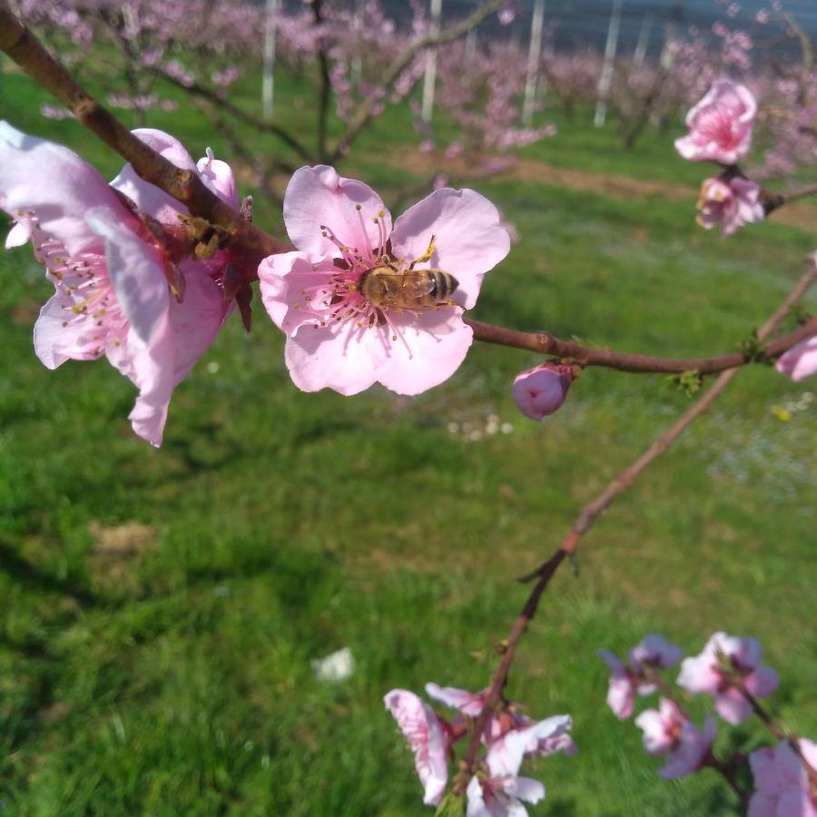 Agriturismo Fior Di Maggio Pescantina Eksteriør billede