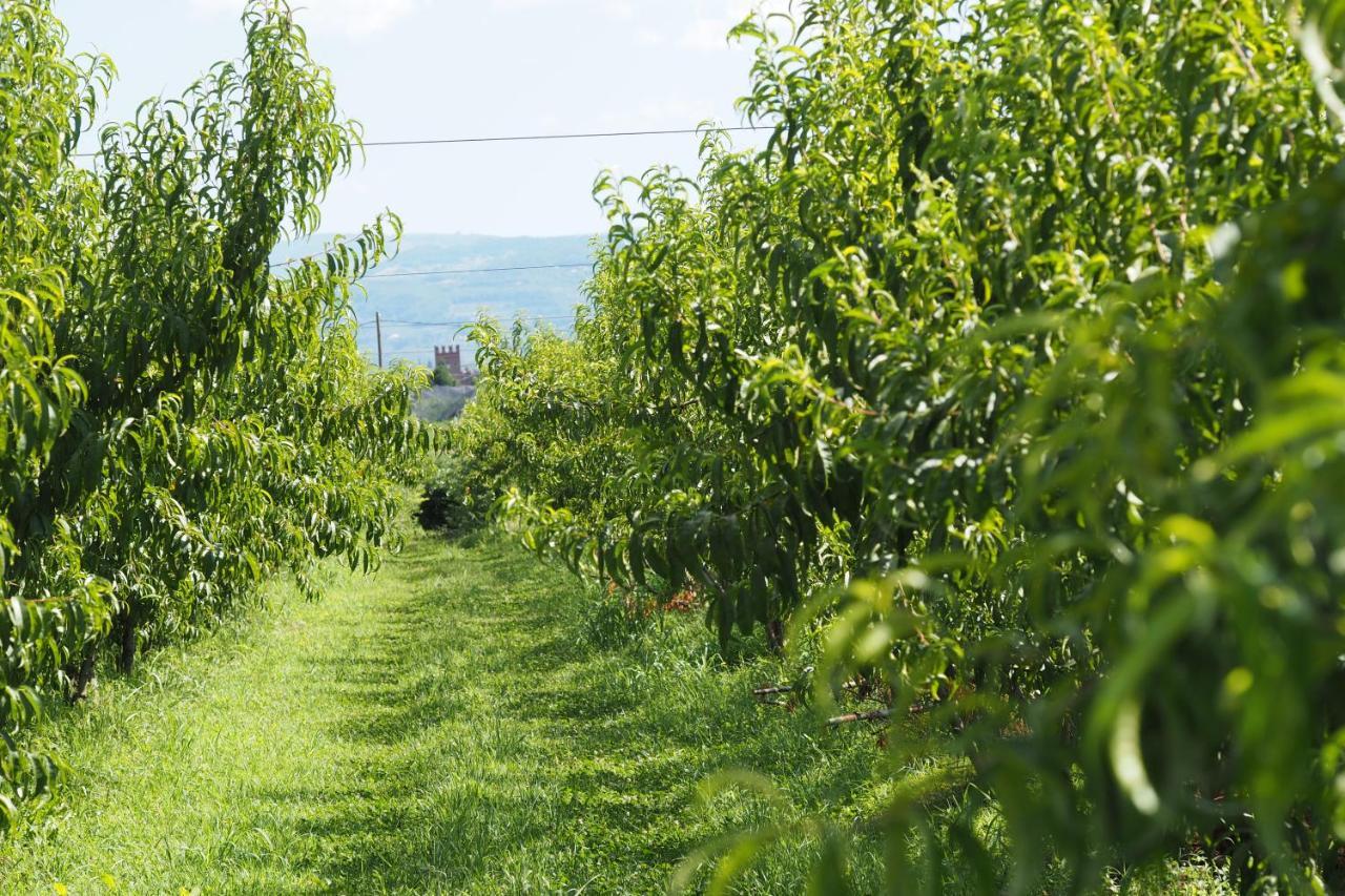 Agriturismo Fior Di Maggio Pescantina Eksteriør billede